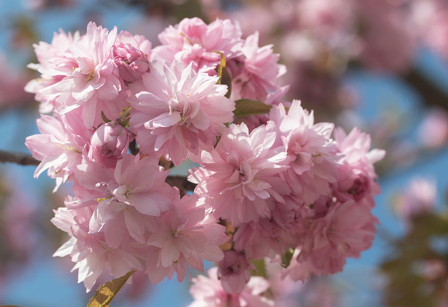 Spring Photograph - Closeup of blooming Sakura.  #1 by Jaroslav Frank