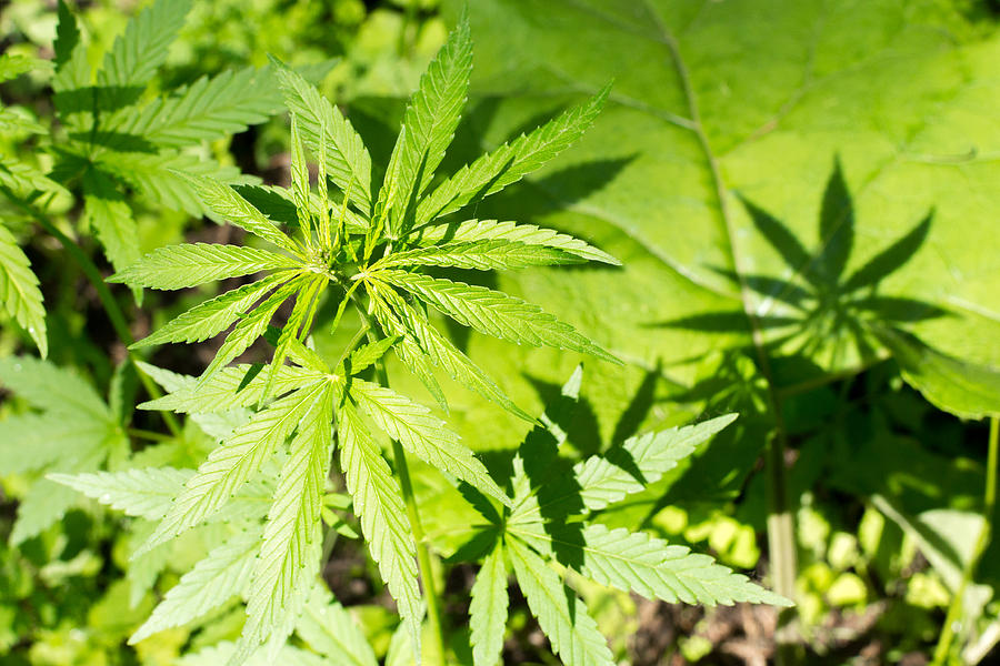 Closeup of Cannabis Hemp Plant #1 Photograph by John Williams