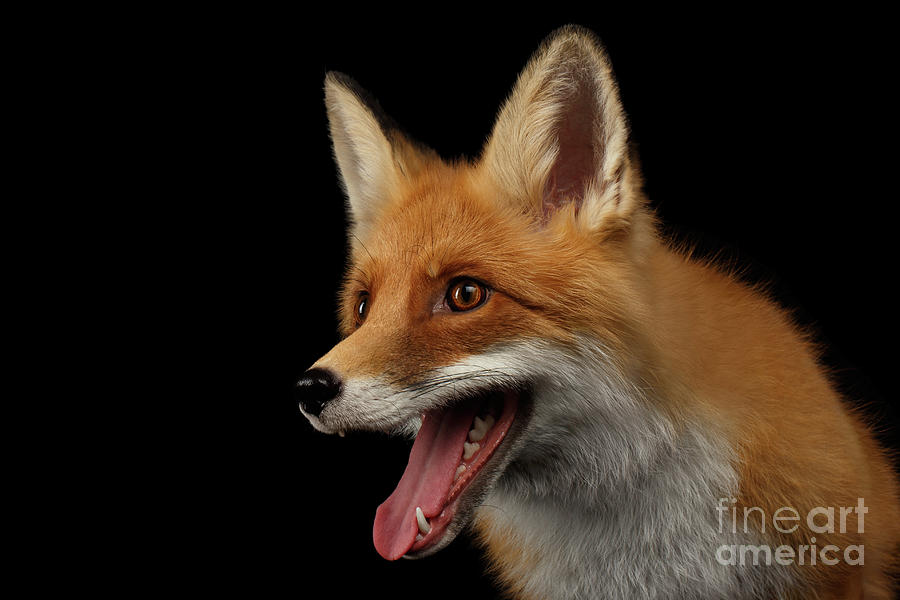 Fox Photograph - Red Fox by Sergey Taran