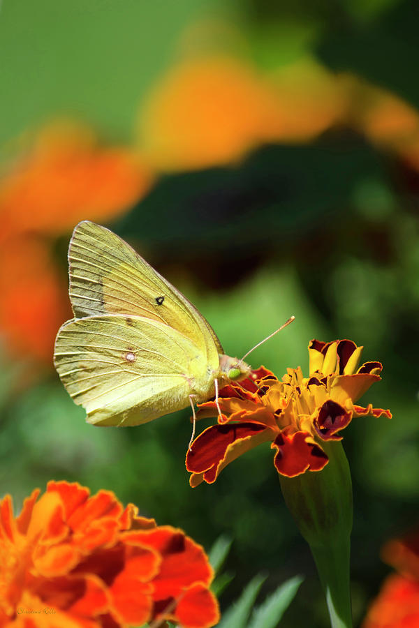 Clouded Sulphur Butterfly #2 Photograph by Christina Rollo