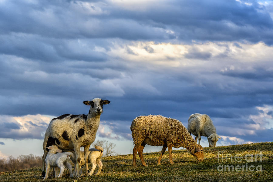 Clouds and Grazing Sheep #1 Photograph by Thomas R Fletcher