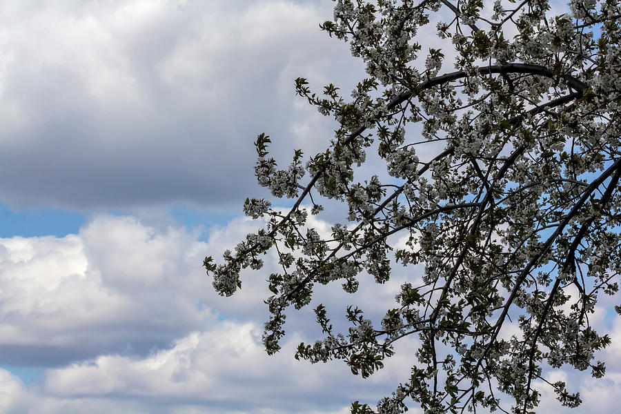 Clouds and Spring Trees #1 Photograph by Robert Ullmann