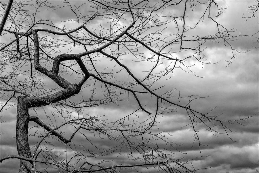 Clouds and Trees #1 Photograph by Robert Ullmann