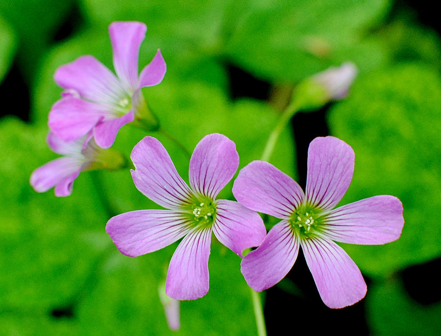 Clover Flowers Photograph by Lindy Pollard - Fine Art America