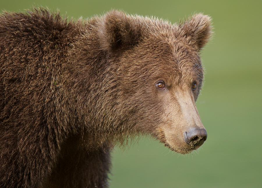 Coastal Brown Bear Photograph By Brian Magnier 