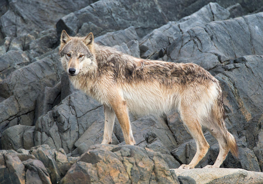 Coastal Wolf #1 Photograph by Max Waugh
