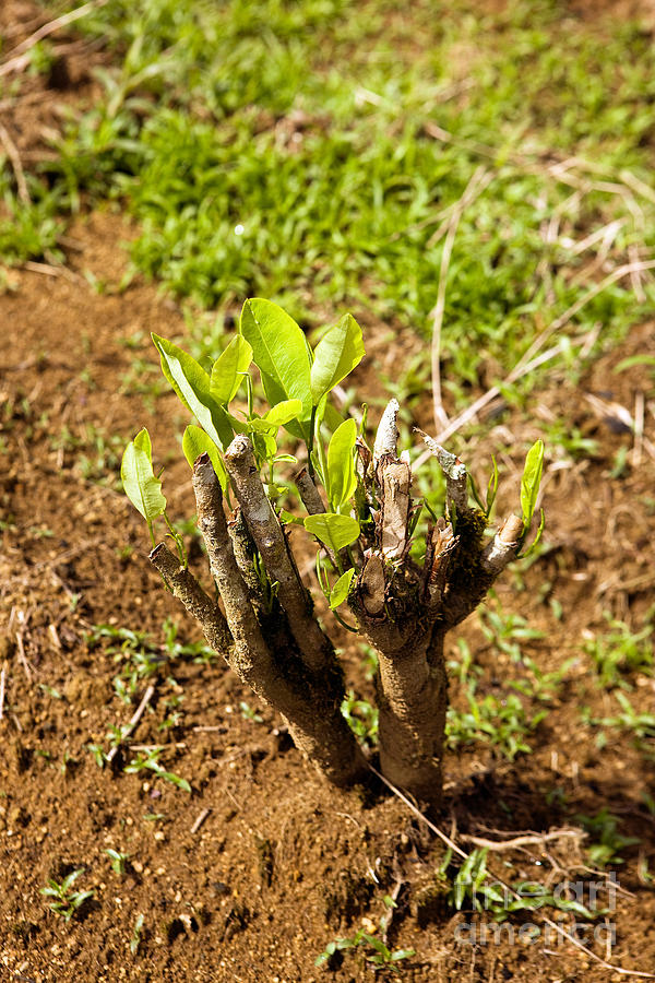 Coca Plantation Erythroxylum Coca Photograph by Gerard Lacz - Fine Art ...