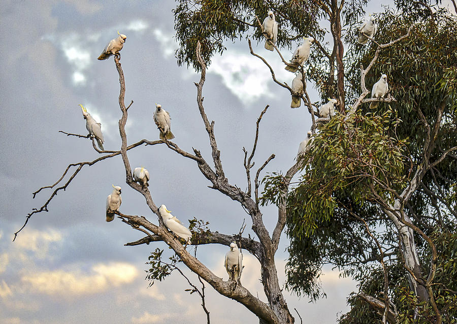 Cockatoos - Canberra - Australia #3 Photograph by Steven Ralser