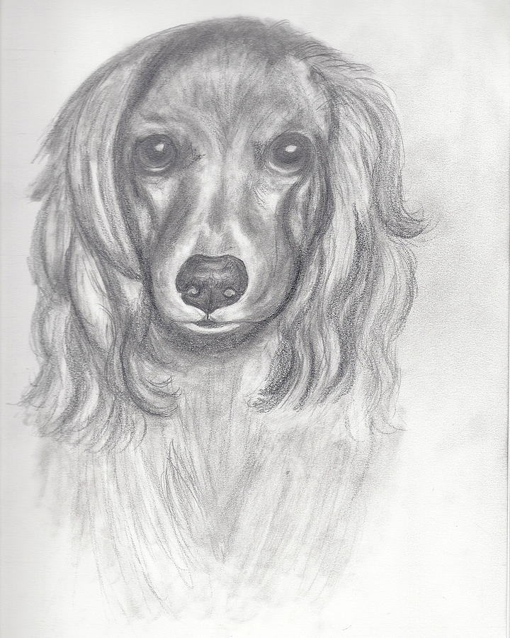 Dog Drawing - Cocker Spaniel #1 by Judy Moses