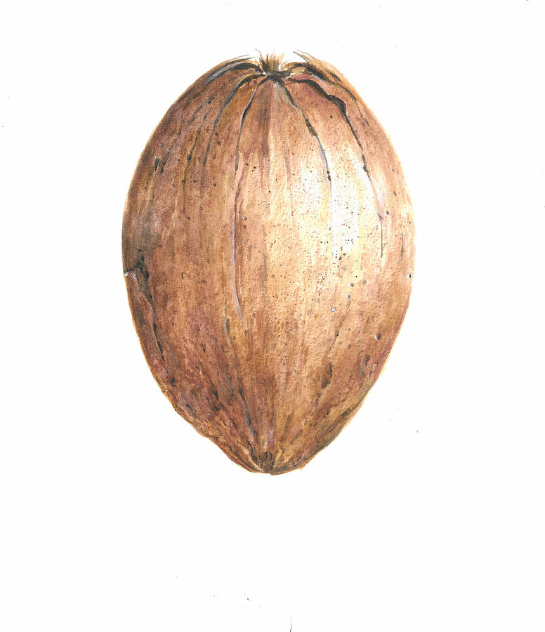 Still Life Painting - Coconut by Lincoln Seligman