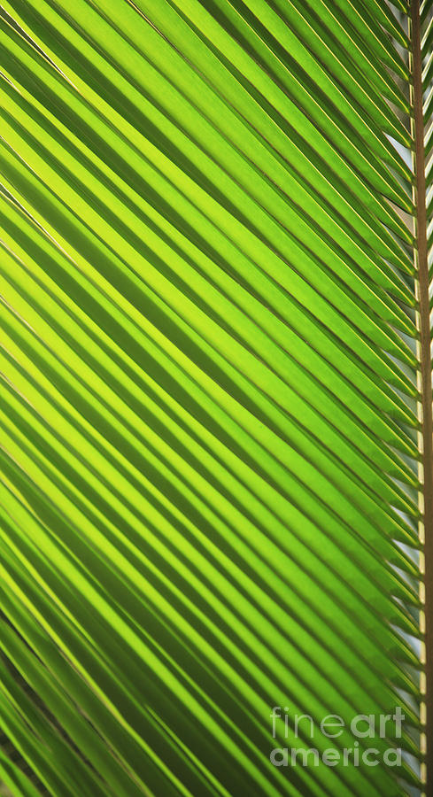 Abstract Photograph - Coconut Palm #1 by Brandon Tabiolo - Printscapes