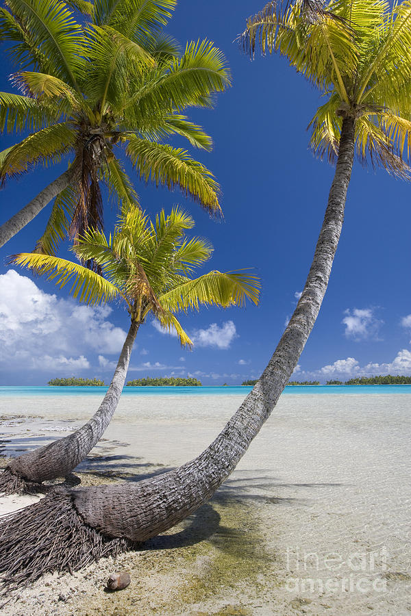 Coconut Palms On A Polynesian Beach #1 Photograph by Jean-Louis Klein & Marie-Luce Hubert