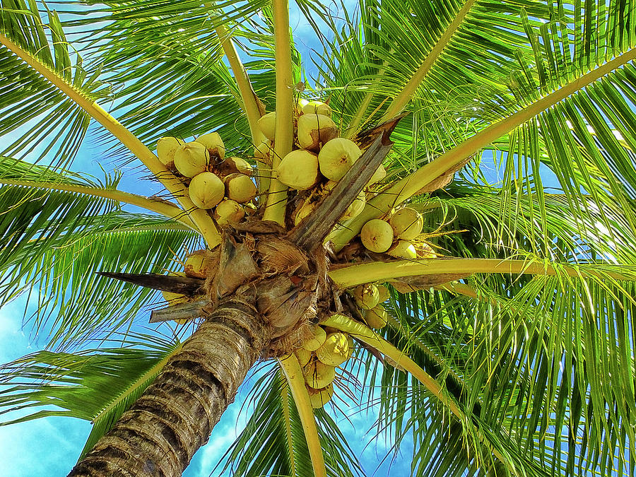 Coconuts in Tree Photograph by Bill Barber