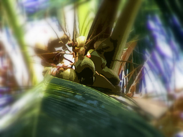 Coconuts #1 Photograph by Padamvir Singh