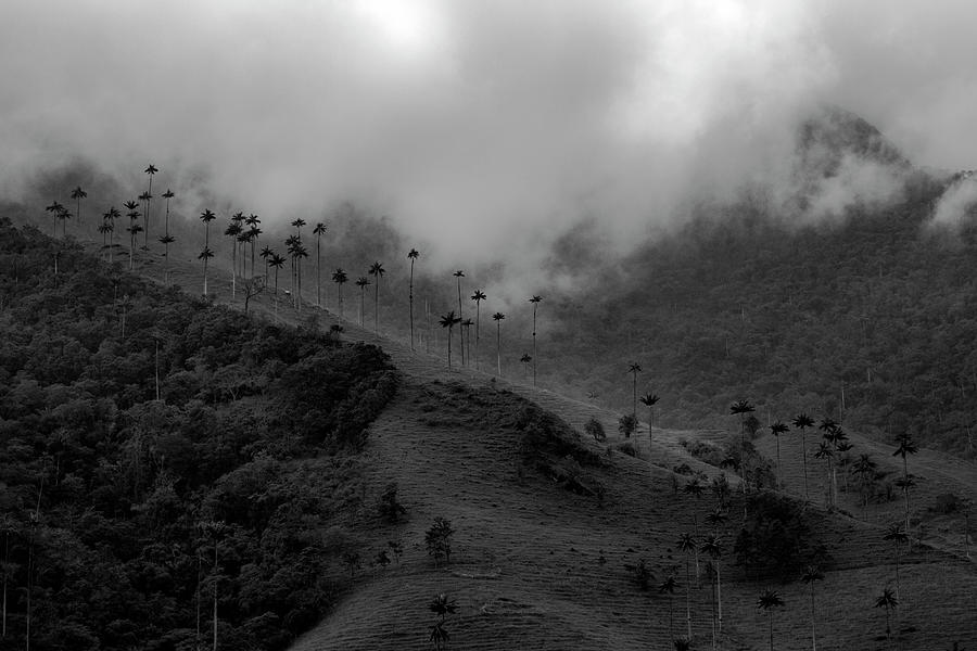 Cocora Valley Colombia Photograph by Adam Rainoff