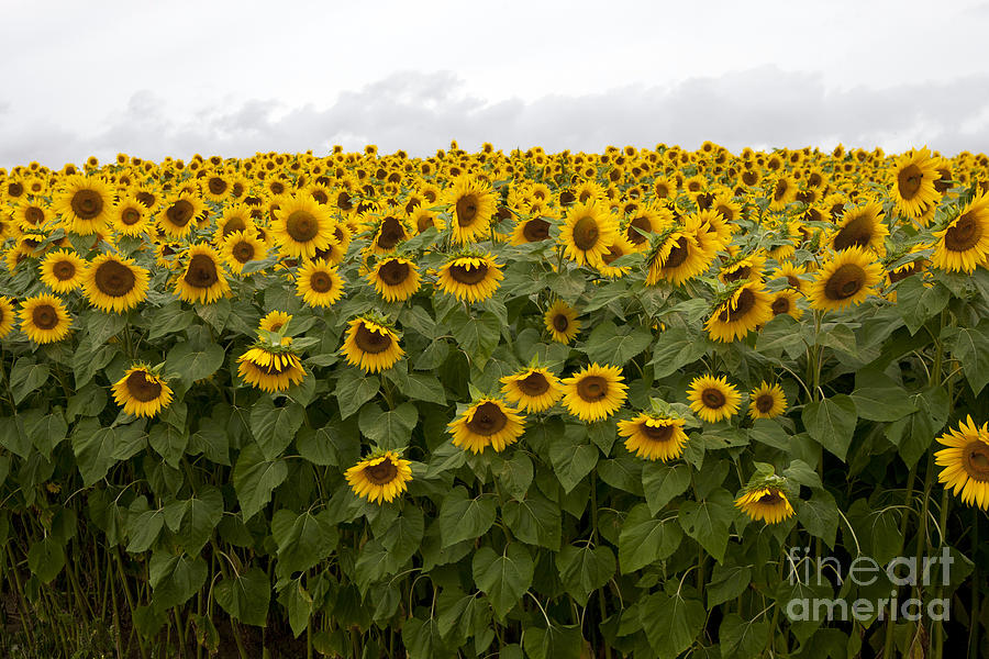 Sunflower Photograph - Colby Farm Sunflower Field Newburyport by Jason O Watson Sunflower Photograph - Colby Farm Sunflower Field Newburyport by Jason O Watson