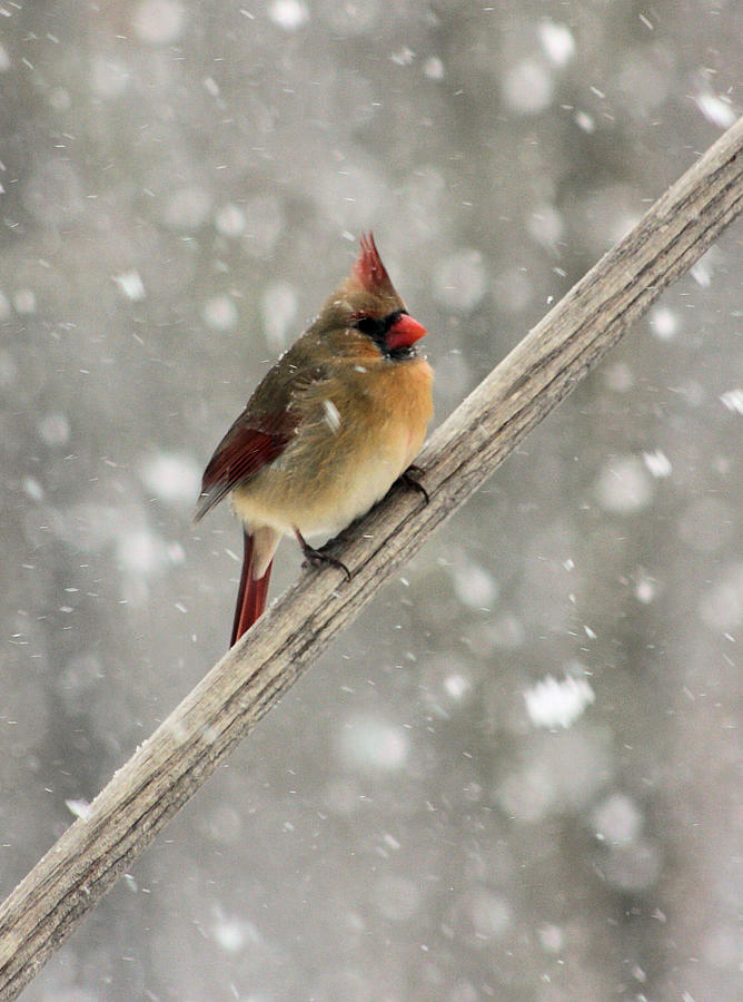 Cold Cardinal #1 Photograph by Kristin Elmquist