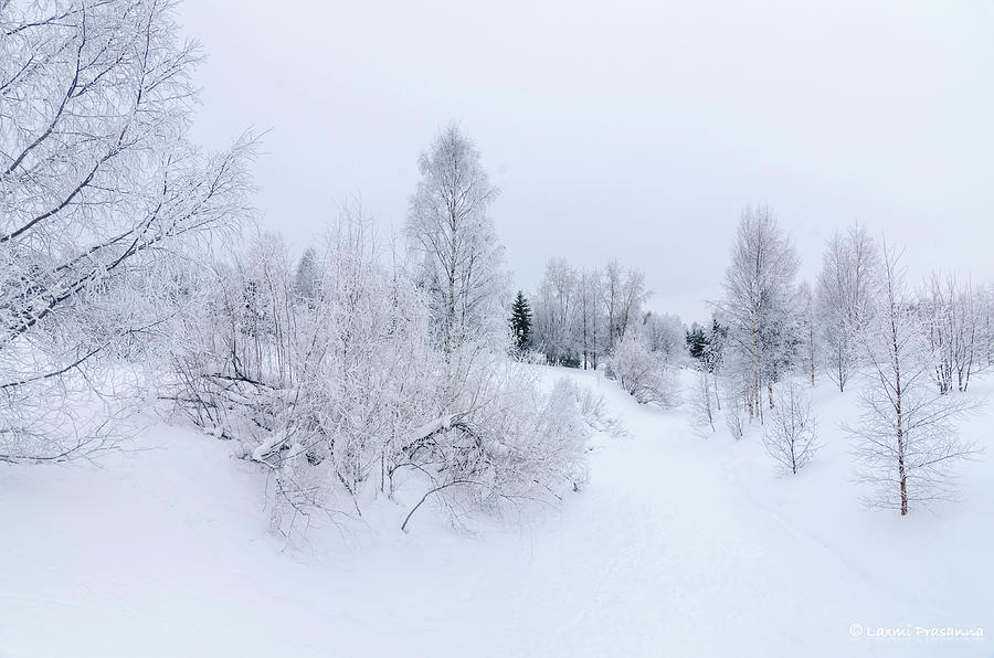 Cold trees Photograph by Laxmi Prasanna P A - Fine Art America