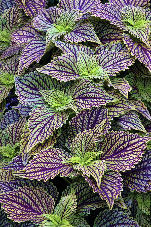 Coleus Leaves Photograph by Jessica Jenney