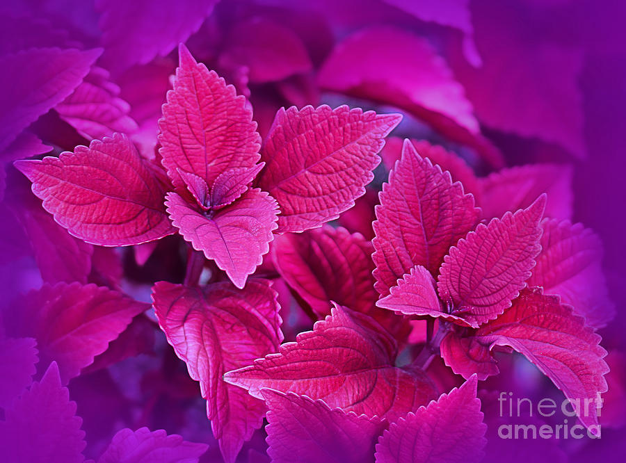 Coleus #2 Photograph by Judi Bagwell