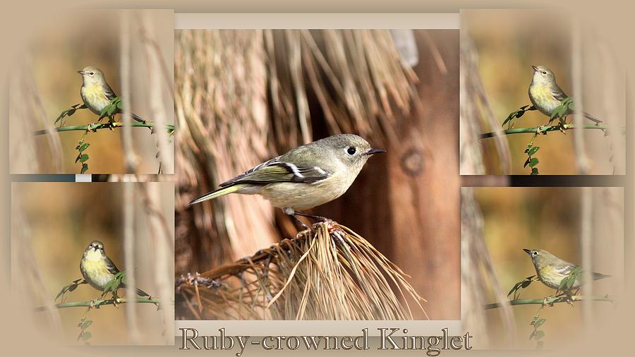 Collage - Ruby-crowned Kinglet #1 Photograph by Travis Truelove