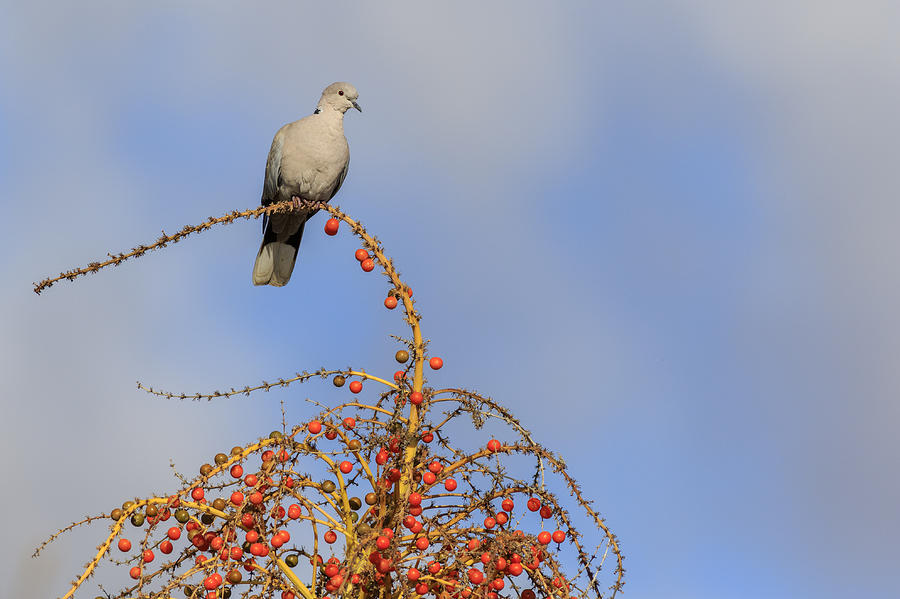Collard Dove- #2 Photograph by Chris Smith