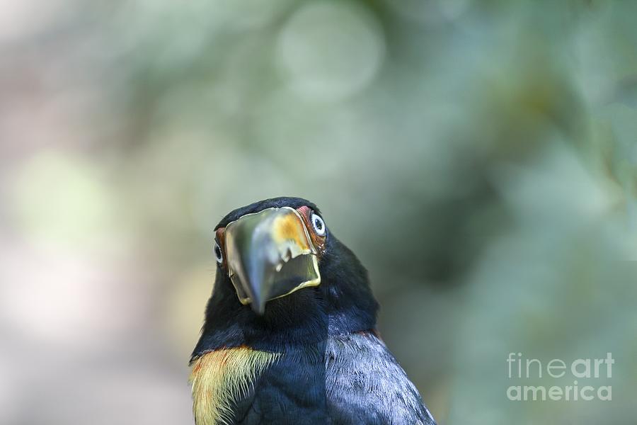 Collared Aracari front view Photograph by Patricia Hofmeester