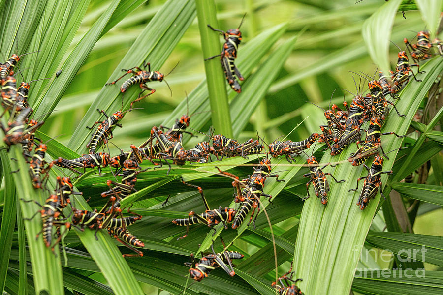 Collared Lubber Grasshoppers Photograph by Patricia Hofmeester