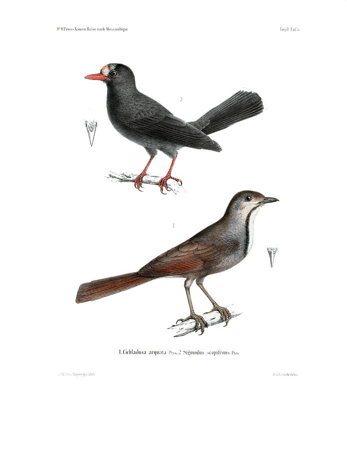 Collared Palm Thrush and Chestnut-fronted Helmetshrike #1 Drawing by J D L Franz Wagner