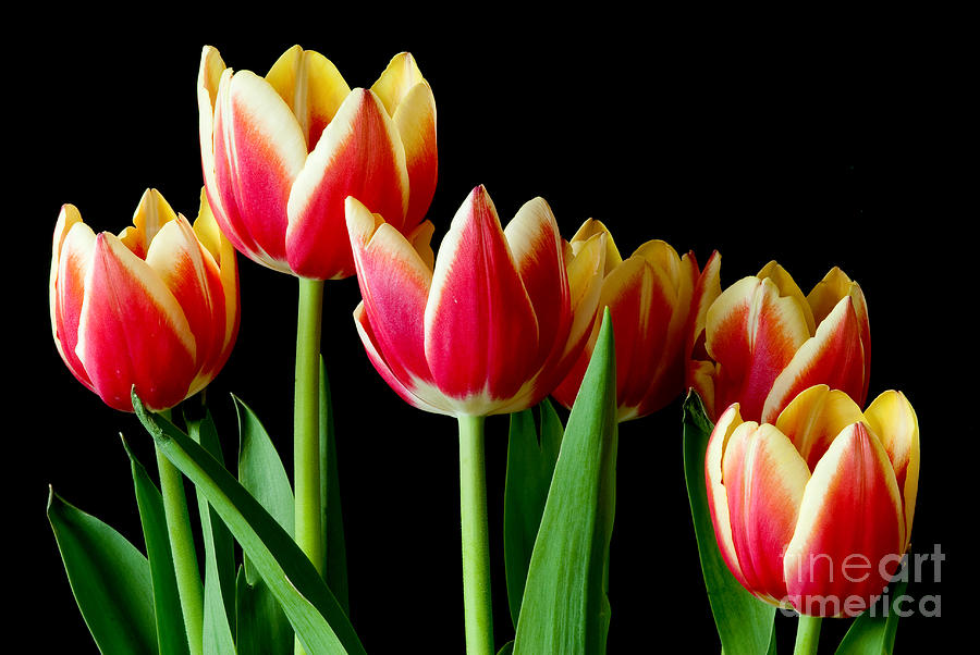 Collection of Tulips #1 Photograph by Colin Rayner