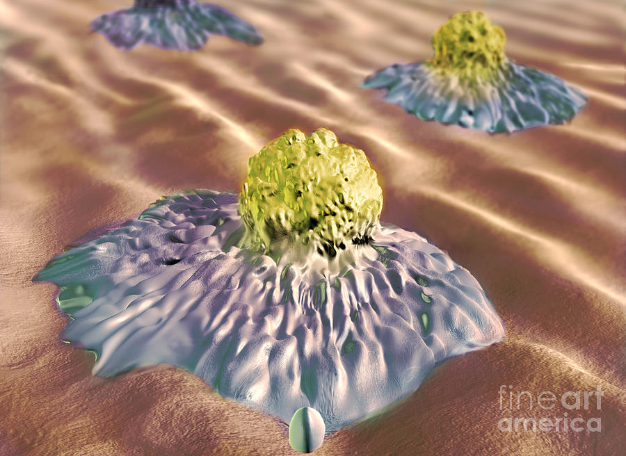 Colon Cancer Cells, Illustration #1 Photograph by Spencer Sutton