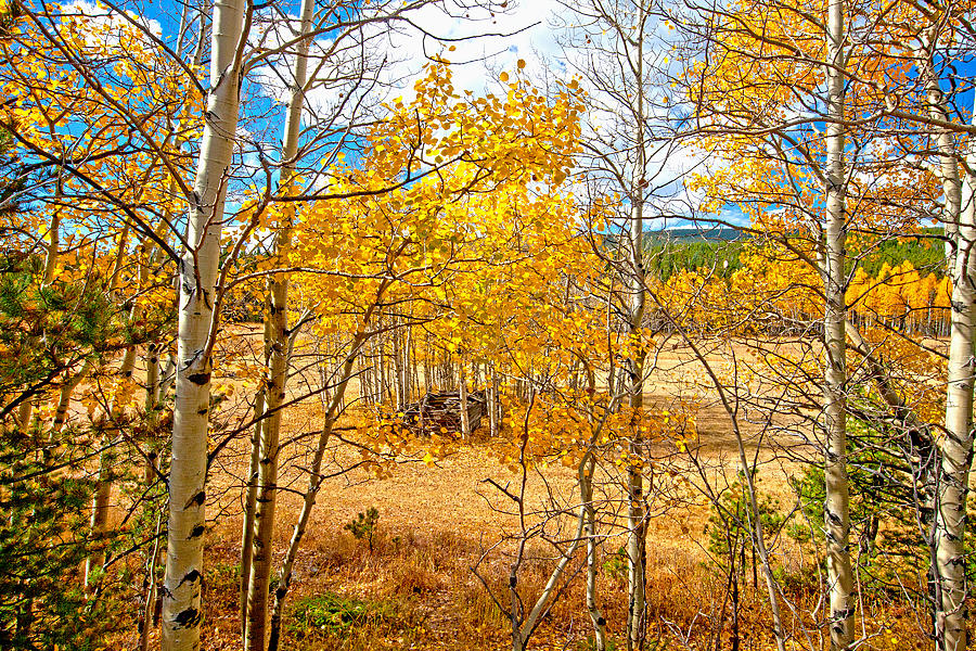 Colorado Aspen #1 Photograph by James Roemmling
