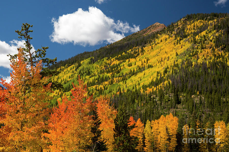 Colorado Autumn #1 Photograph by Jim West