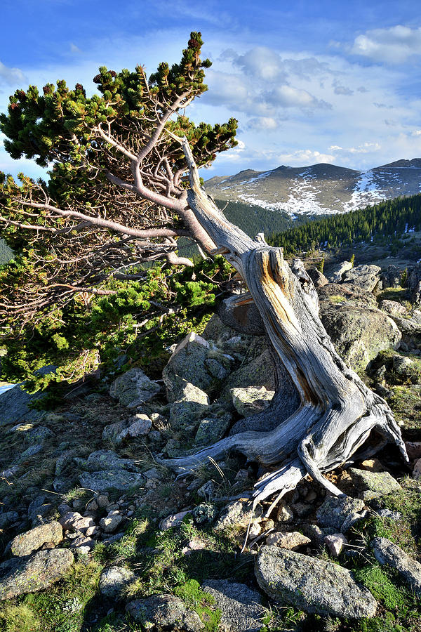 Colorado Bristlecone Pine #2 Photograph by Ray Mathis