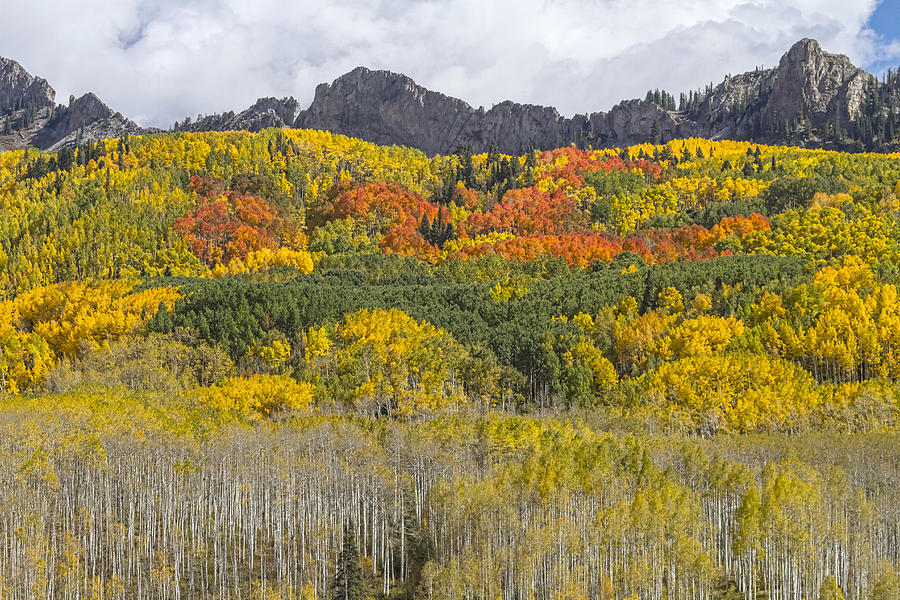Colorado Kebler Pass Fall Foliage  Photograph by James BO Insogna
