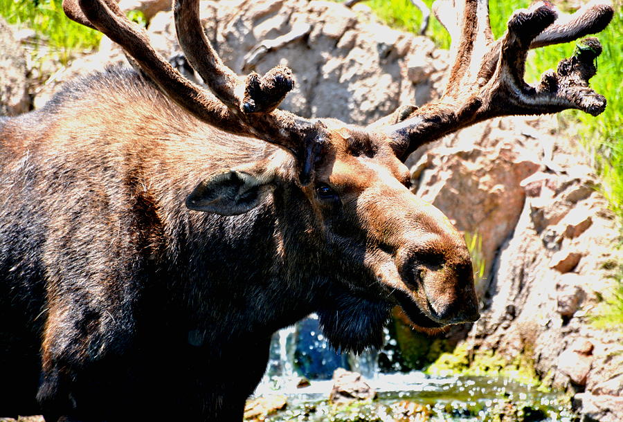 Colorado Moose #1 Photograph by Amy McDaniel