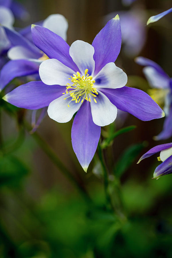 Colorado State Flower Blue Columbines #1 Photograph by Teri Virbickis