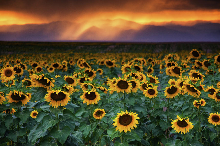 Colorado Sunflowers At Sunset #1 Photograph by John De Bord