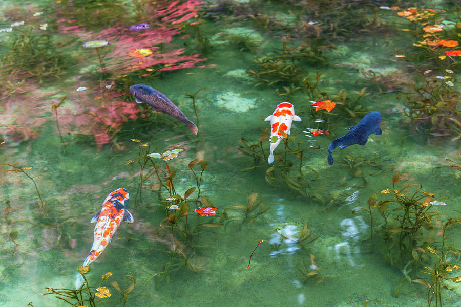 Colored Carp at Monets Pond #1 Photograph by Hisao Mogi