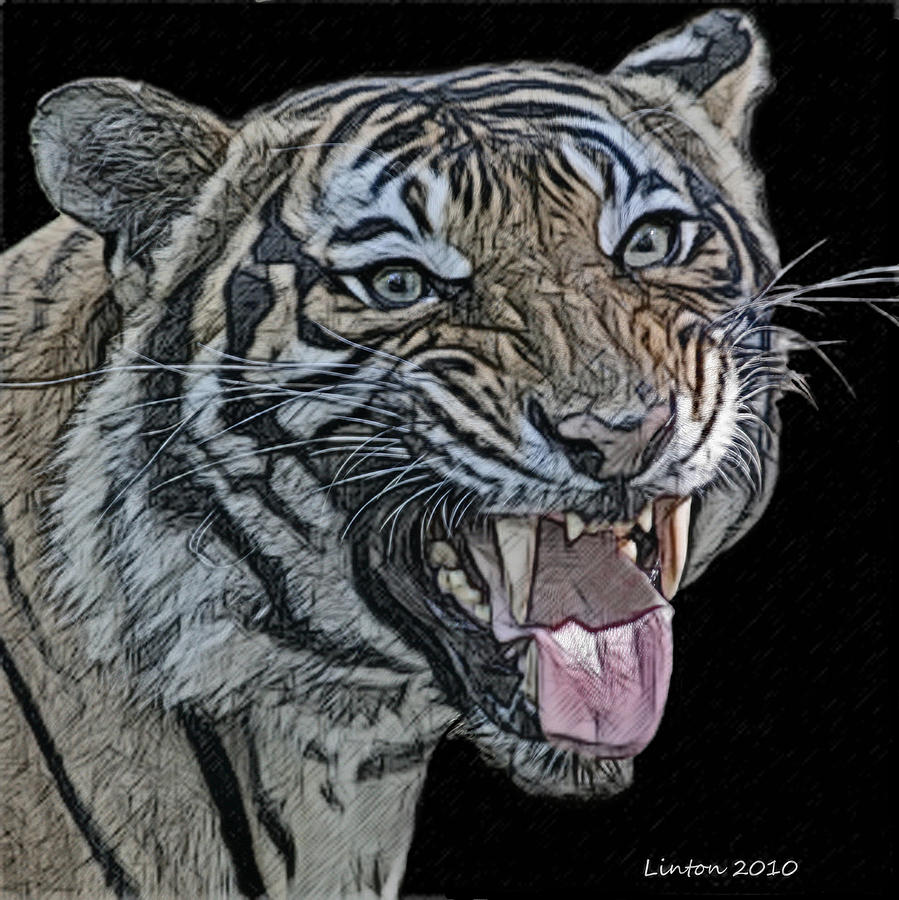 Colored Charcoal Tiger #1 Photograph by Larry Linton