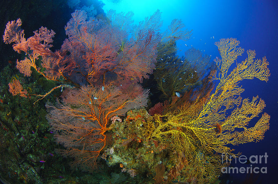 Colorful Assorted Sea Fans And Soft #1 Photograph by Steve Jones