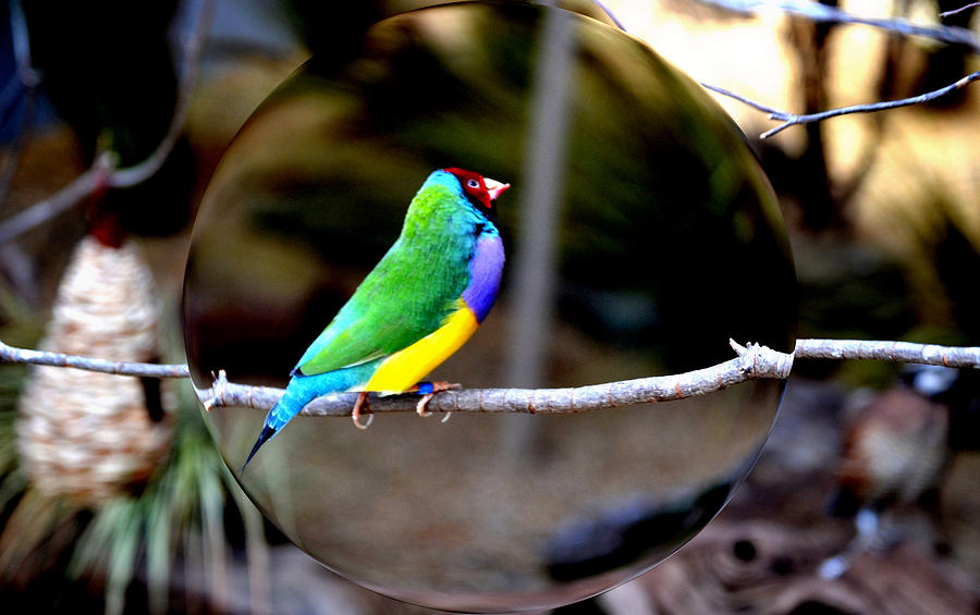 Colorful Bird #1 Photograph by Anand Swaroop Manchiraju