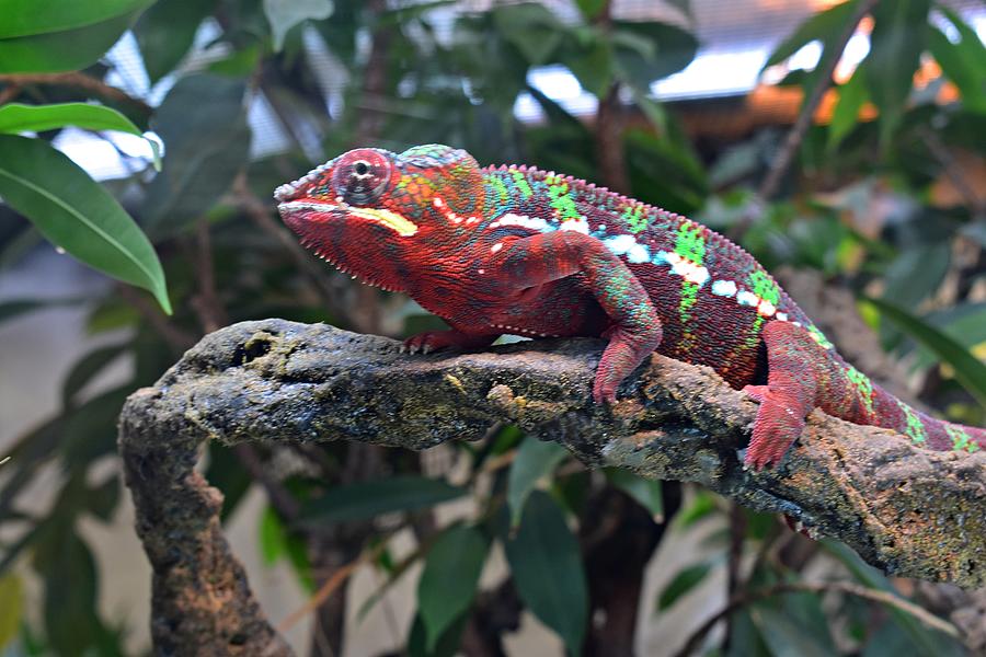 Colorful Chameleon Photograph by Marta Pawlowski