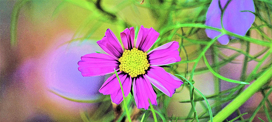 Colorful Cosmos Photograph