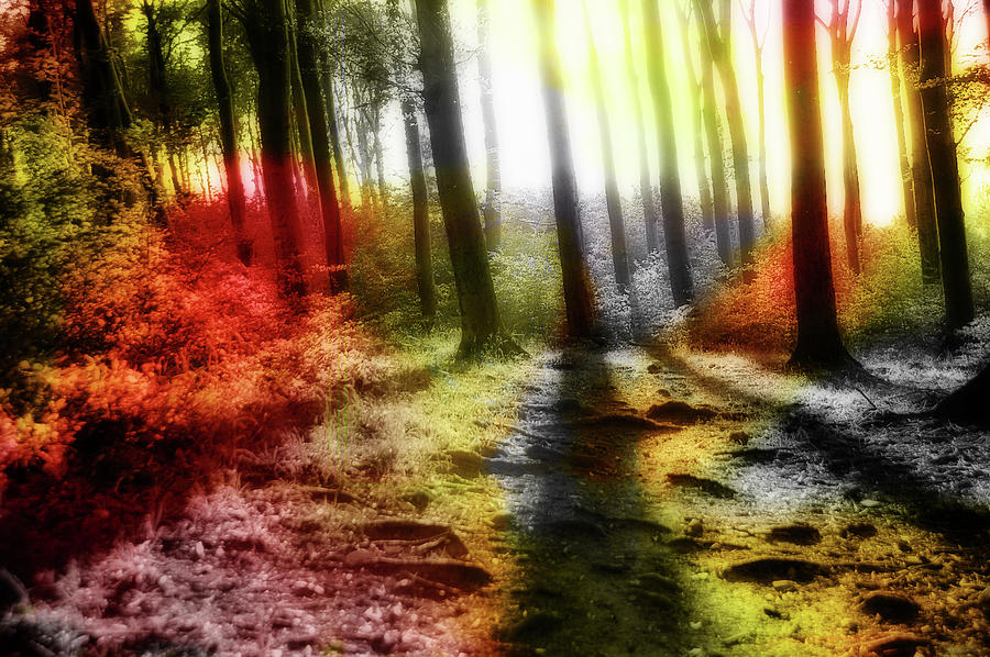 Colorful Forest Photograph