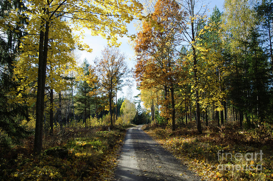 Fall Photograph - Colorful gravel road  #1 by Kennerth and Birgitta Kullman