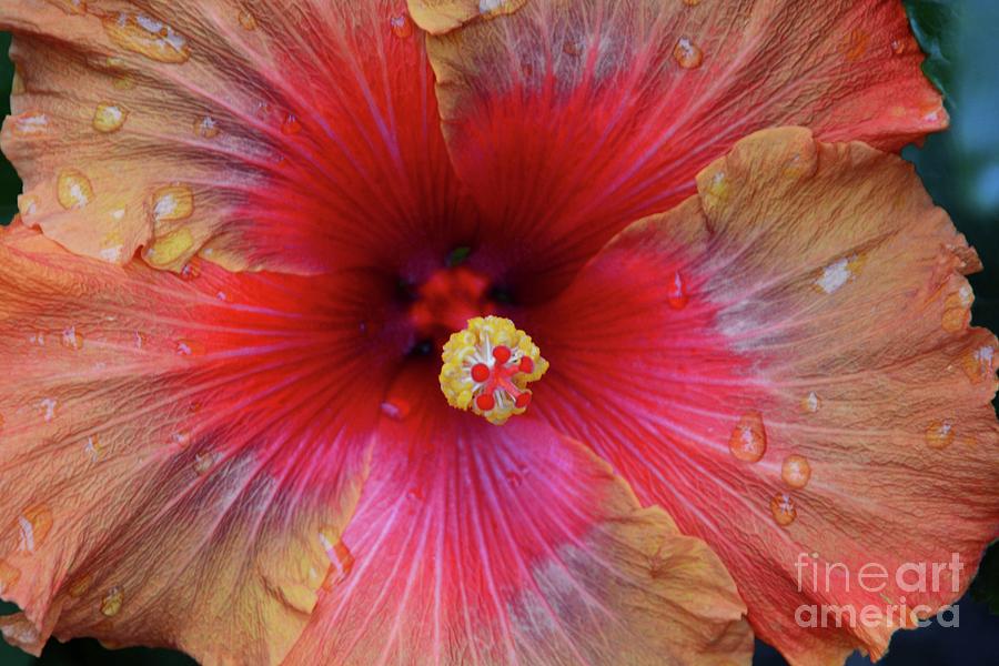 Colorful Hibiscus #1 Photograph by Cindy Manero