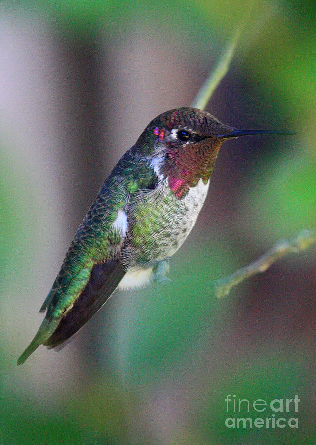 Colorful Hummingbird Photograph by Carol Groenen