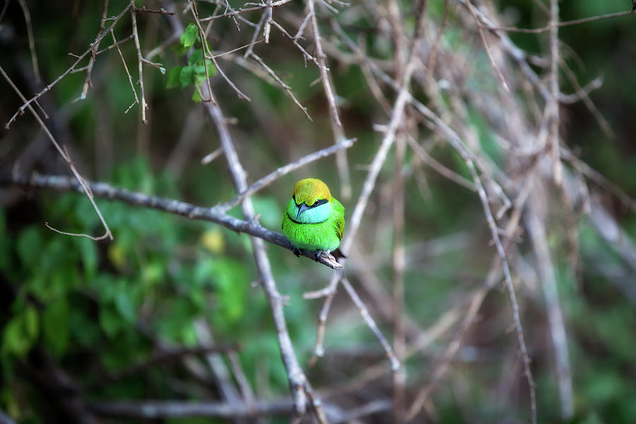 Colorful Little Green Bird Named Bee-eater Is Sitting On A Dry Twig #1 Photograph by Gina Koch