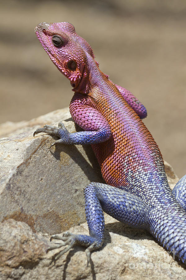 Colorful Rock Agama #1 Photograph by Bernd Rohrschneider
